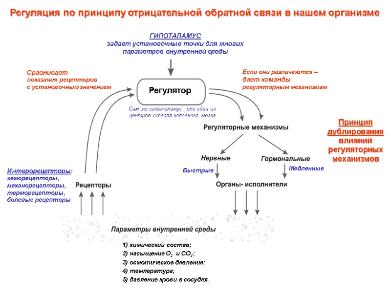 Регуляция по принципу отрицательной обратной связи в нашем организме Принцип дублирования влияний регуляторных механизмов